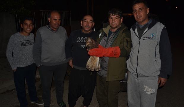 Yaralı halde bulduğu şahini tedavi ettirdi