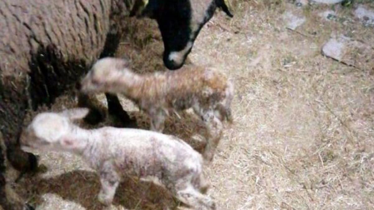 Yeni doğan kuzunun 'Anne' diye seslenmesi herkesi şaşkına çevirdi
