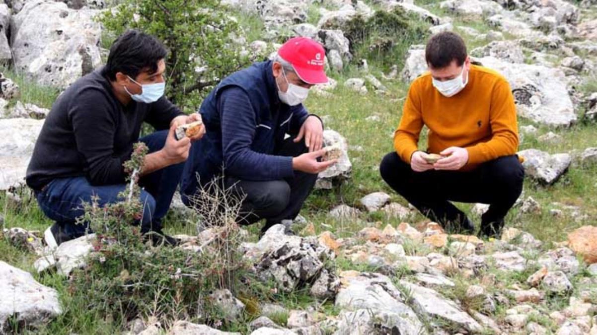 Yürüyüş sırasında fark etti, hemen müzeye haber verdi! Milyonlarca yıl öncesine ait balık dişleri göreni şaşırtıyor